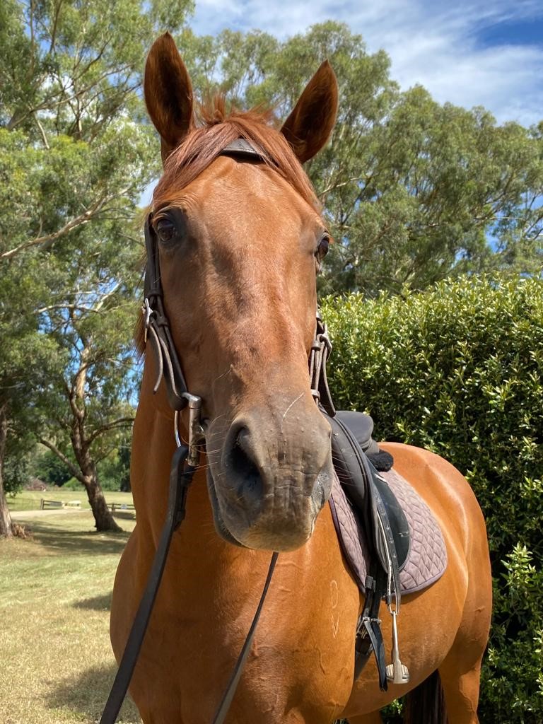 Horse Profile - Le Beau George (REHOMED) - Team Thoroughbred NSW