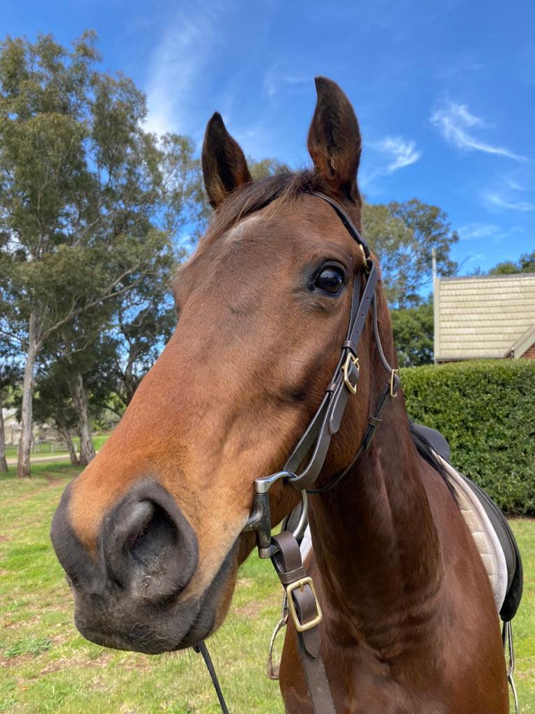 Horse Profile - Double Standards - Team Thoroughbred NSW