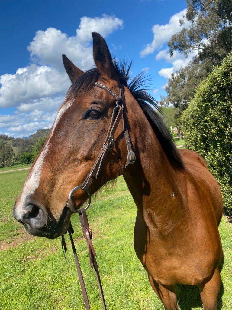 Horse Profile - Runaway Jet (rehomed) - Team Thoroughbred Nsw