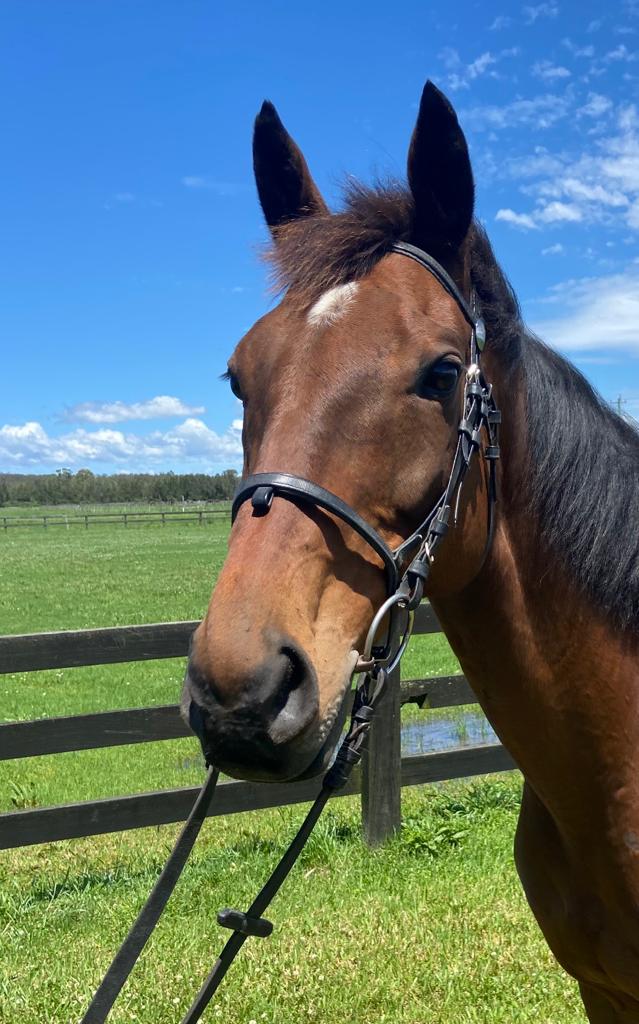 Horse Profile - Get On The Grange (REHOMED) - Team Thoroughbred NSW