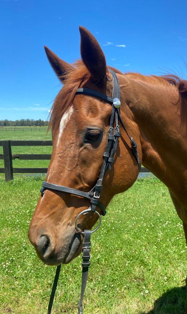 Horse Profile Jester Lionheart Team Thoroughbred NSW