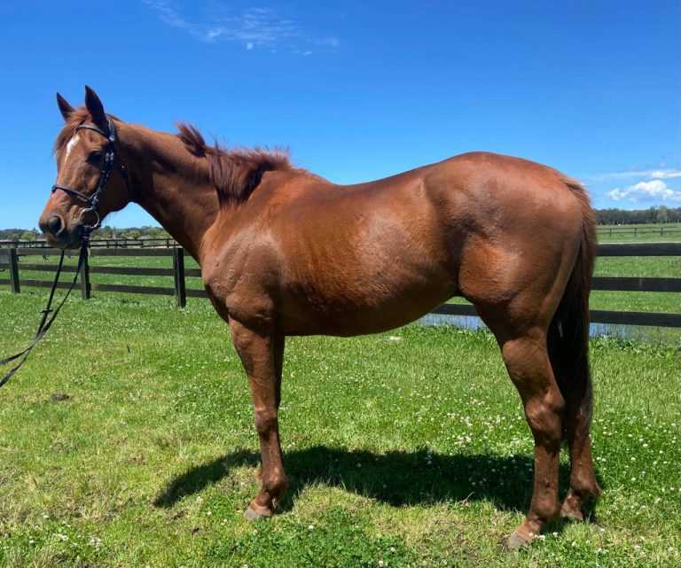 Horse Profile Jester Lionheart Team Thoroughbred NSW