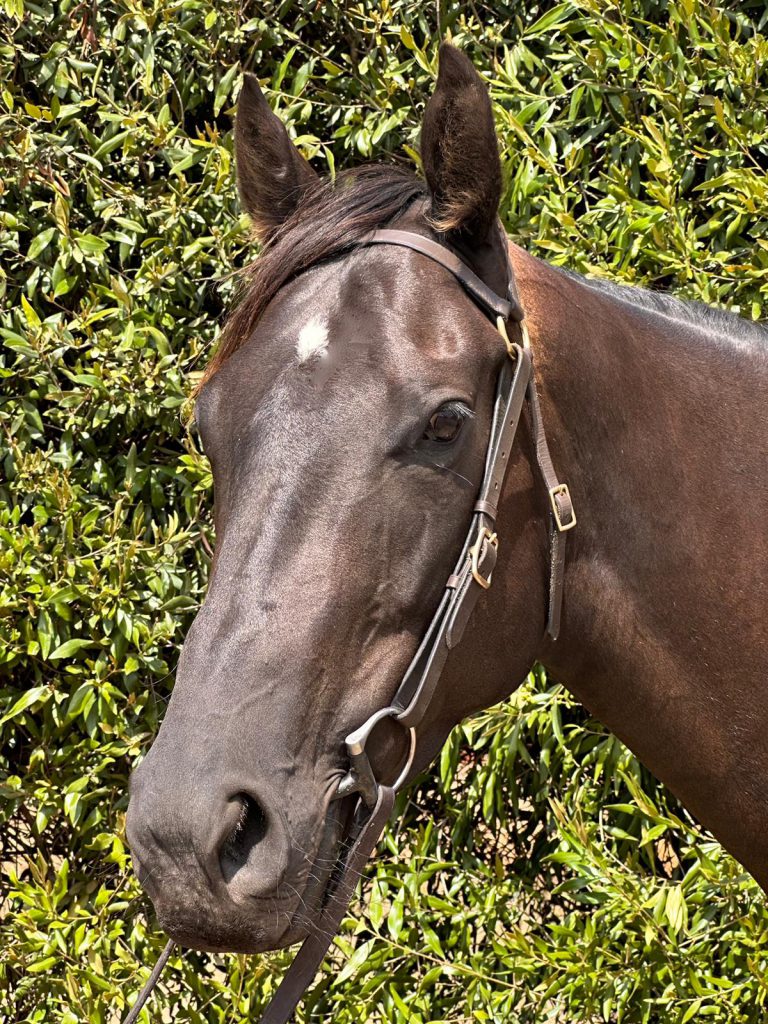 Horse Profile - Thalaba - Team Thoroughbred NSW