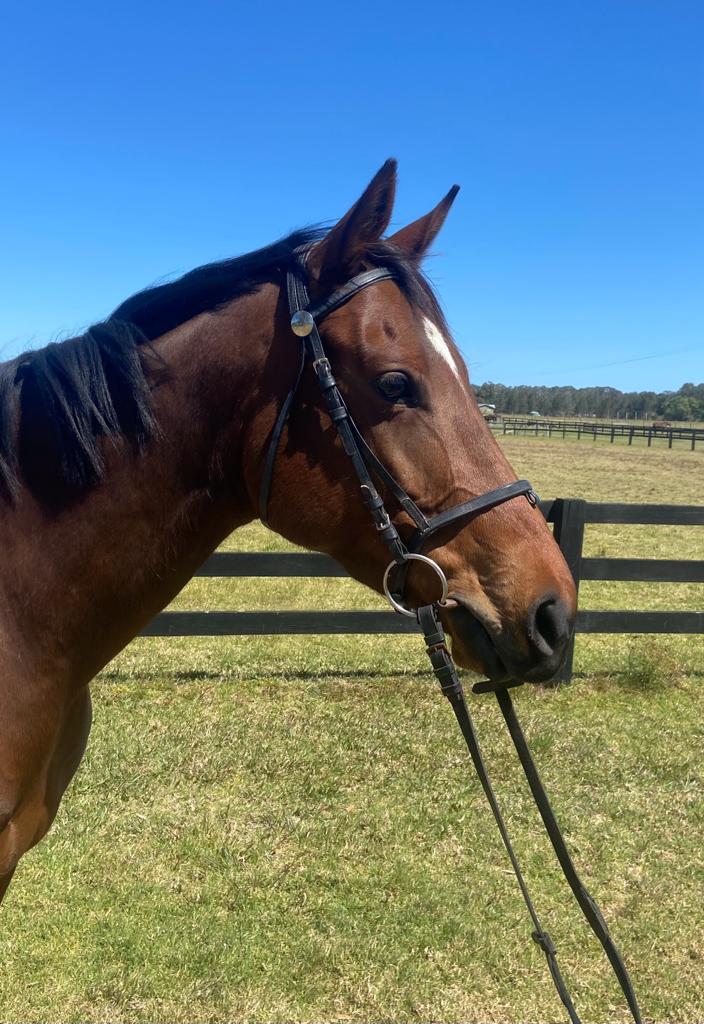 Horse Profile - Carrington Falls - Team Thoroughbred NSW