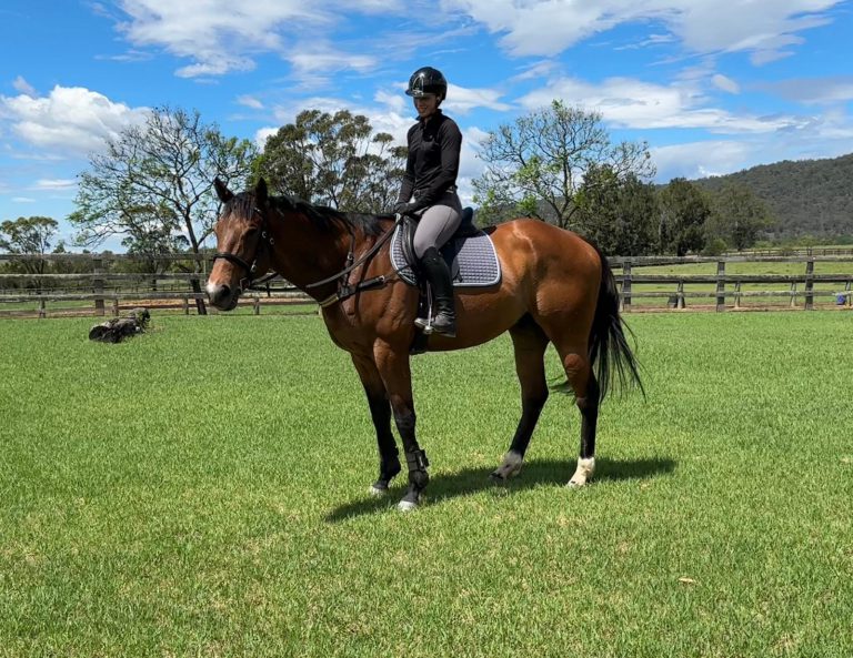 Horse Profile - Mission Legend - Team Thoroughbred NSW