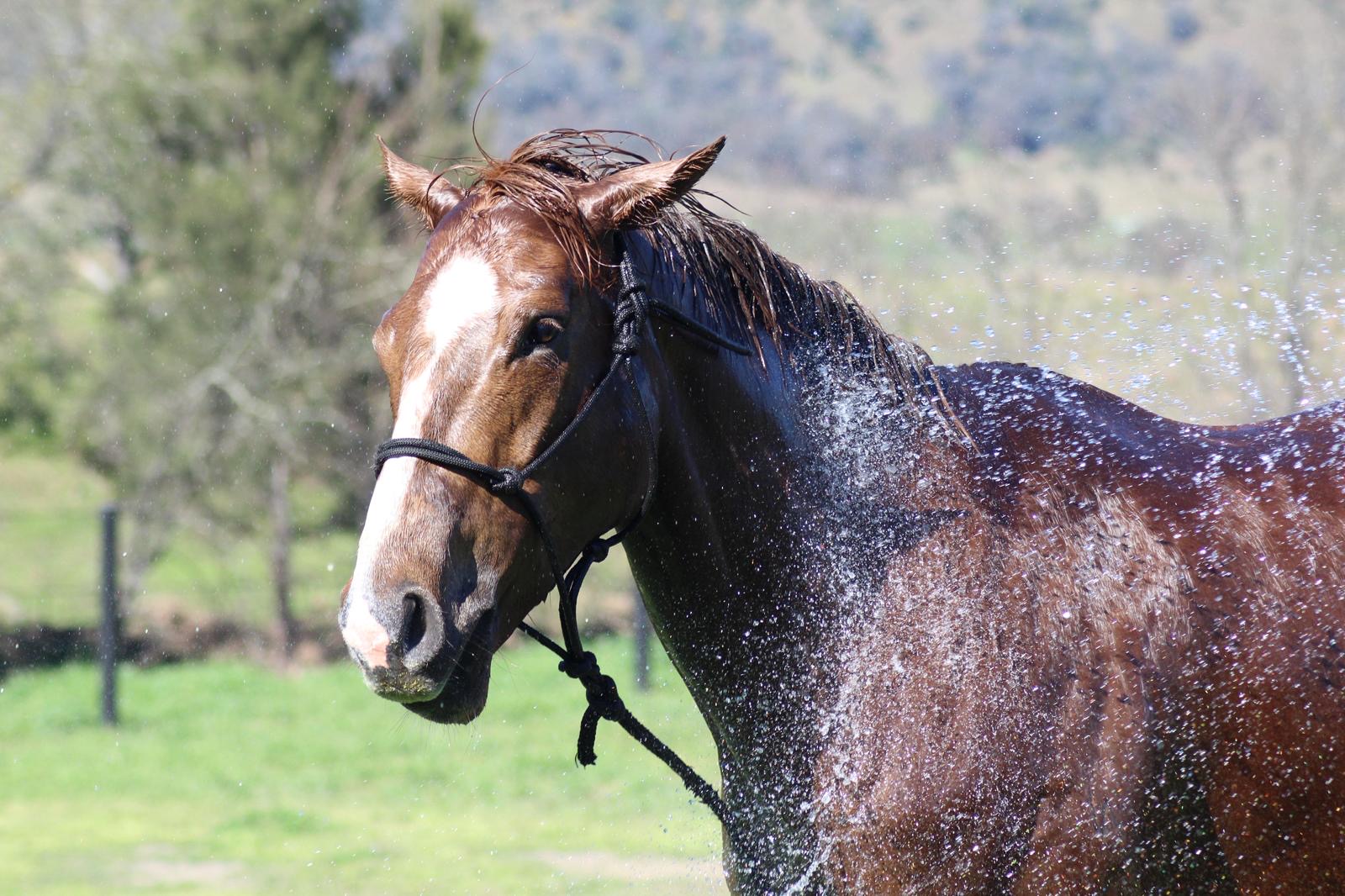 Keeping Cool: Caring for Thoroughbreds in Hot Weather