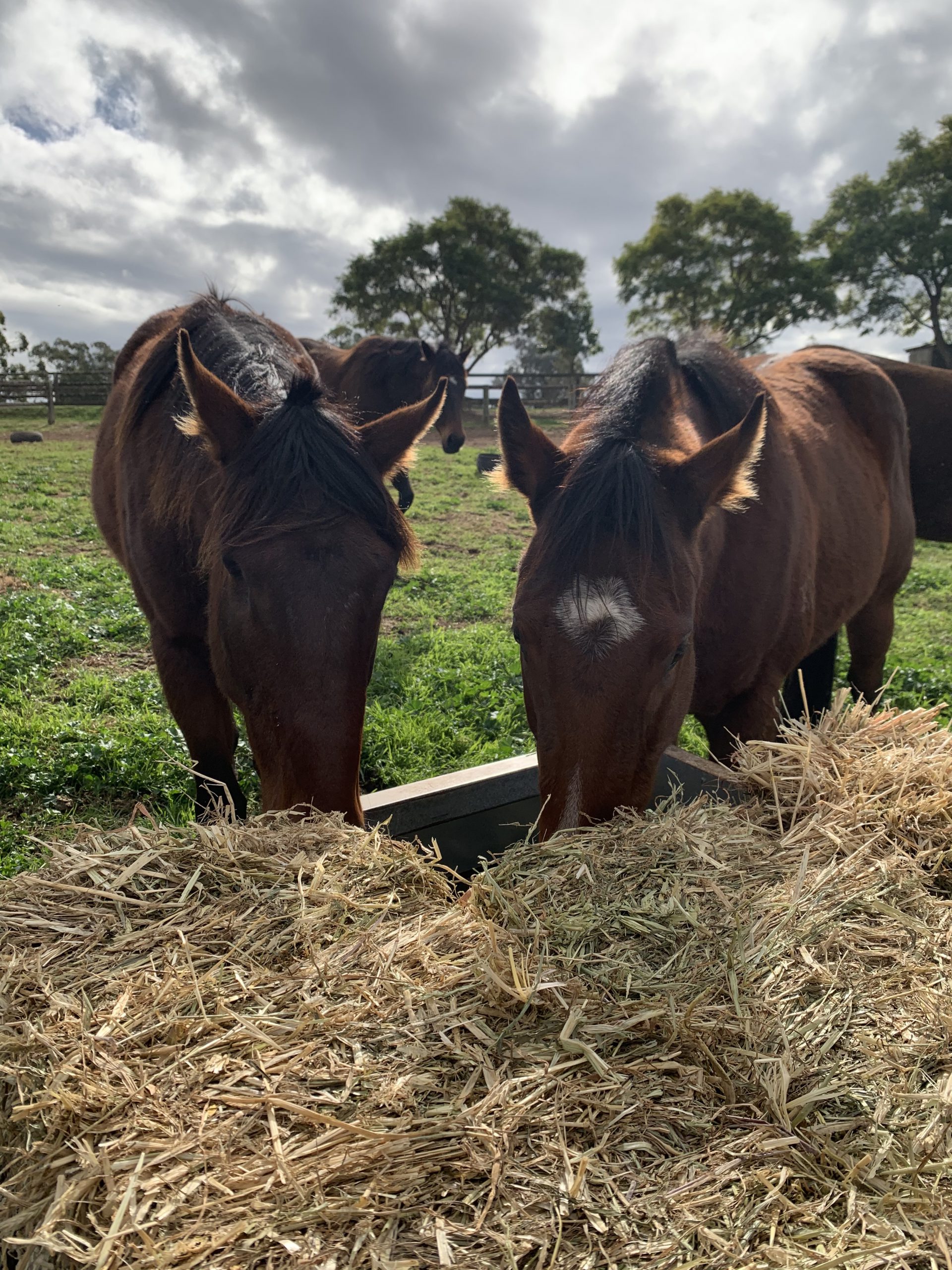 The Importance of Hay during the colder seasons